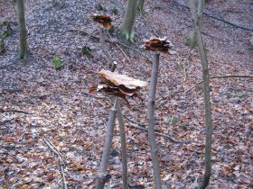 IMG_5193.JPG